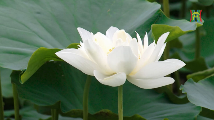 Hương mùa sen tháng sáu 